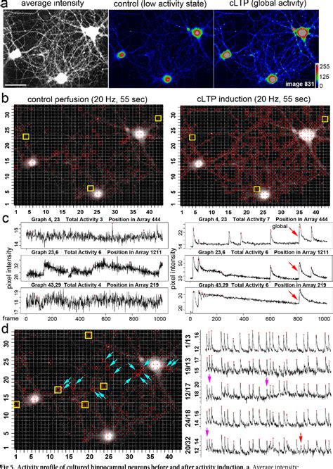 prada an open source calcium|An open source tool for automatic spatiotemporal assessment of .